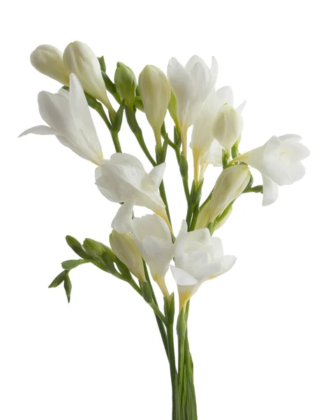백색 fresias의 꽃다발 — 스톡 사진