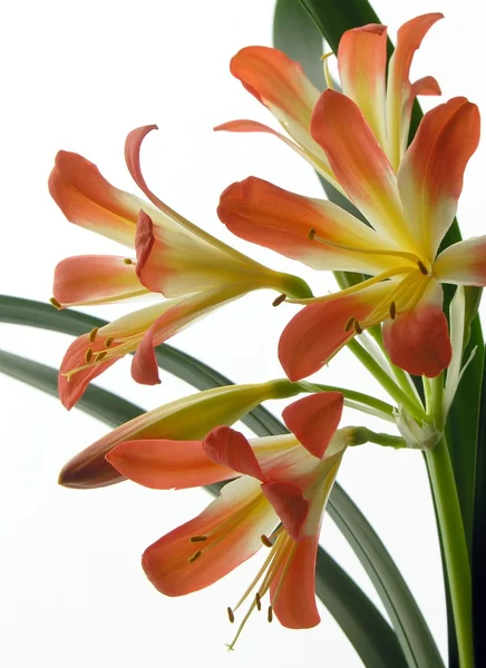 Piuttosto fiori arancioni di clivia vaso ornamentale-pianta — Foto Stock