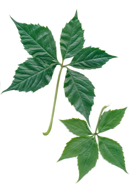 Gröna blad av creeper — Stockfoto