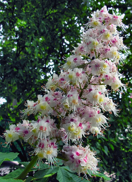 Kastanienbaum in Blüte — Stockfoto