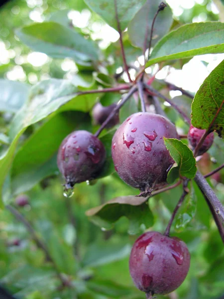 Lila frukter av crabapple träd — Stockfoto