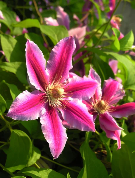Pink clematis blooming — Stock Photo, Image