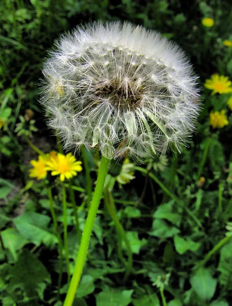 Maskrosor och fluffiga blow-ball med frön på äng — Stockfoto