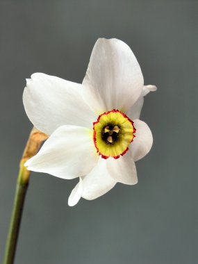 Nergis kokulu beyaz çiçek