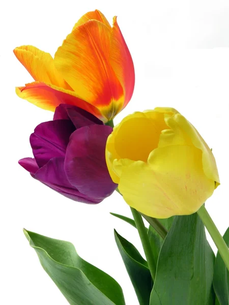 Multicolor tulips — Stock Photo, Image