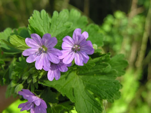 Herbe de mauve avec des fleurs de lilas comme médecine naturelle — Photo