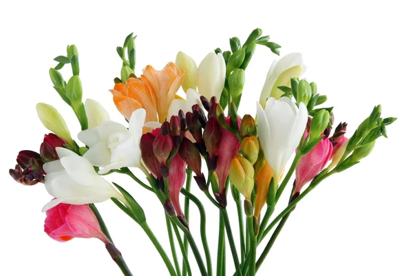 Multicolor fresias — Stock Photo, Image