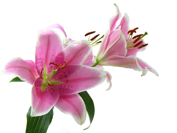 Pink lily close up isolated — Stock Photo, Image