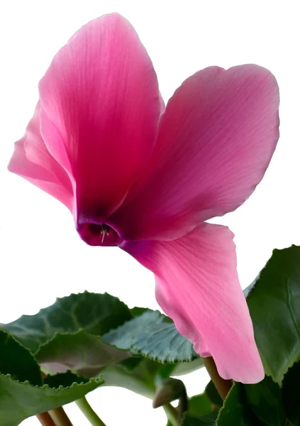 Pink flower of blooming pot plant cyclamen — Stock Photo, Image