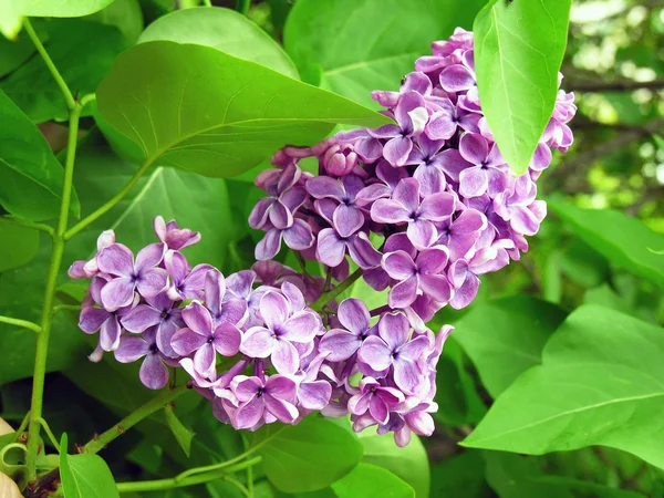 Mazzo di fiori di lilla profumati — Foto Stock