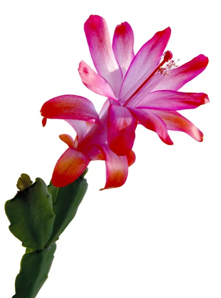 Fiore rosa di schlumbergera succulenta — Foto Stock