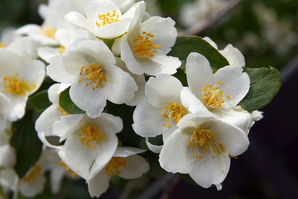 Arbusto de jazmín en flor — Foto de Stock