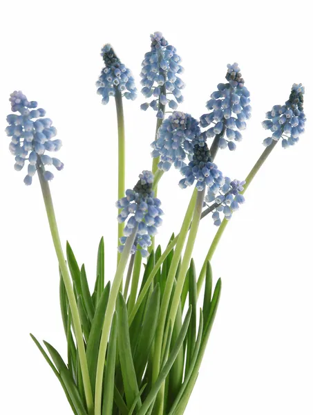 Blue flowers of spring plants grape-hyacinth — Stock Photo, Image