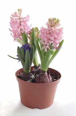 tencerede pembe sümbül çiçekleri