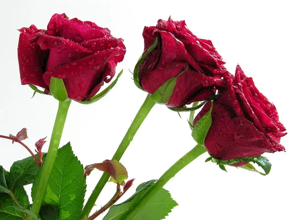 Rote Rosen — Stockfoto