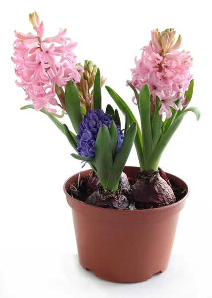 Hyacinth flowers — Stock Photo, Image