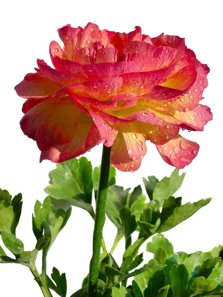 Flor vermelha de buttercup — Fotografia de Stock