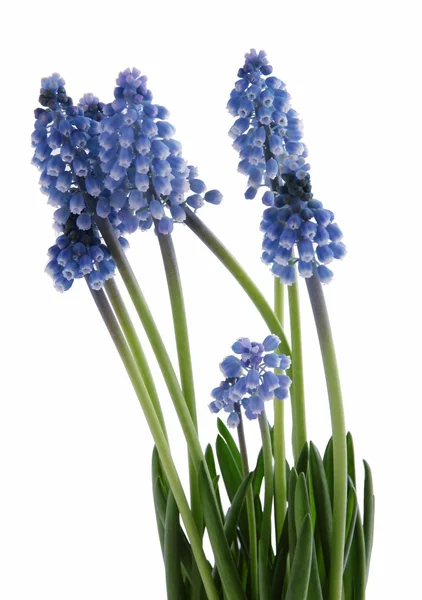Blue flowers of grape hyacinth — Stock Photo, Image