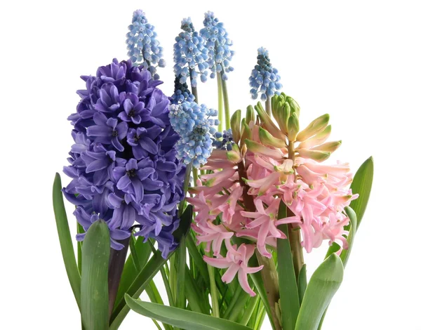 Hyacinth flowers as seasonal plants — Stock Photo, Image