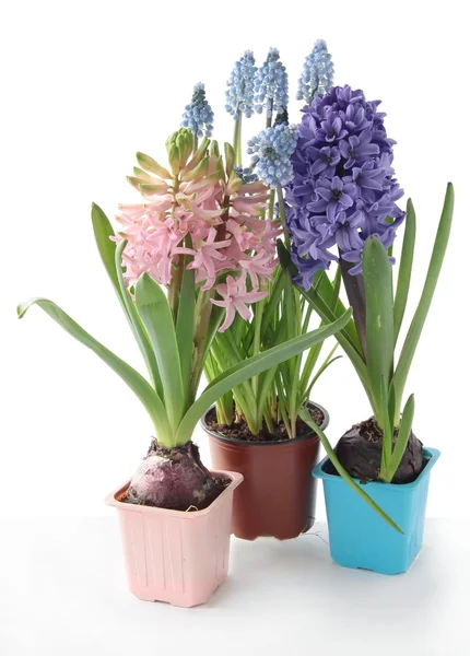 Hyacinth flowers as seasonal plants — Stock Photo, Image