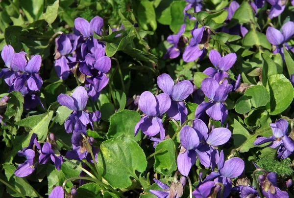 Violetas dulces en el prado — Foto de Stock