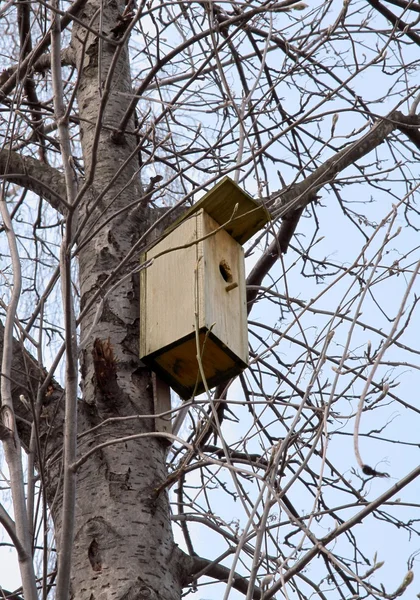 Ξύλινο υπόστεγο για επώαση άγρια πτηνά σε υψηλό δέντρο — Φωτογραφία Αρχείου