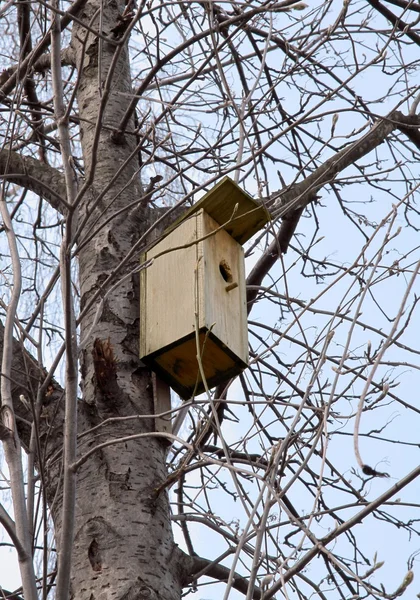 Wooden shed for incubation wild birds on high tree — Stock Photo, Image