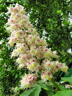 kestane reee içinde bahar çiçeği