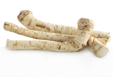 roots of wild plant horseradish as spicy,dry vegetable, clipart