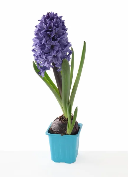 Hyacint bloemen — Stockfoto