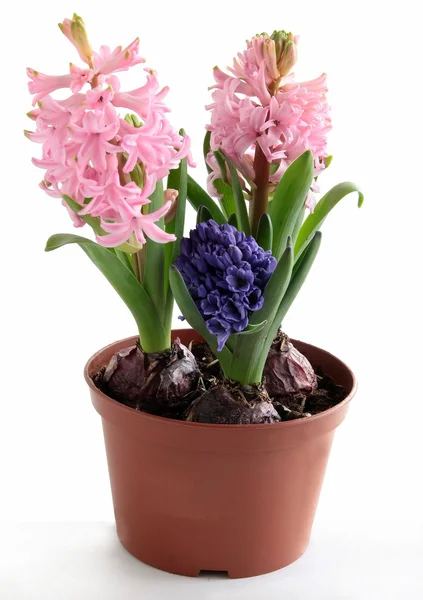 Hyacinth plants blooming — Stock Photo, Image