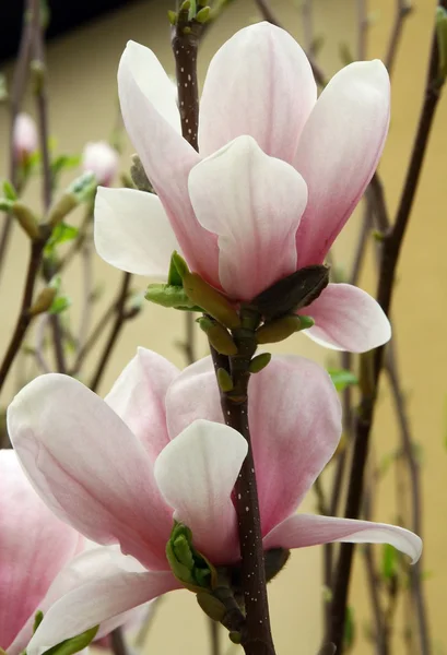 Blommor av magnolia — Stockfoto