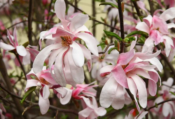 Blommor av magnolia — Stockfoto