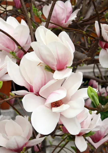 Blommor av magnolia — Stockfoto