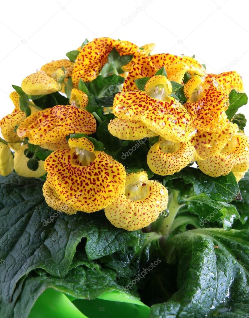 Bonita maceta con flores amarillas y rojas — Foto de stock © Manka