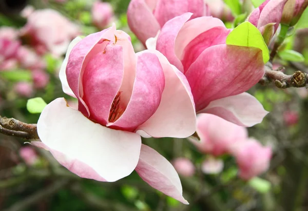 Růžové květy na jaře stromu magnolia — Stock fotografie