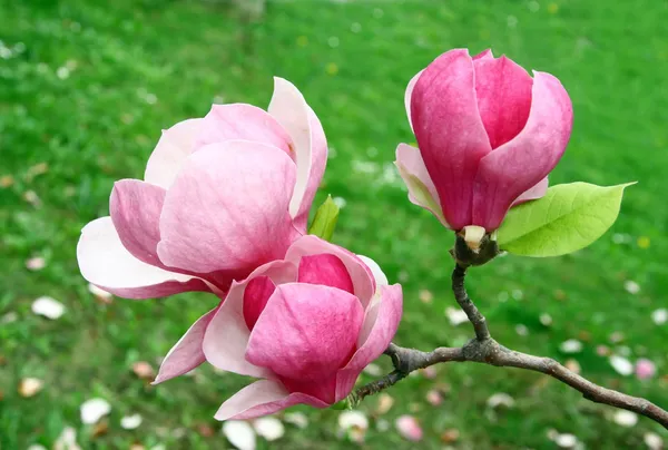 Рожеві квіти магнолії — стокове фото