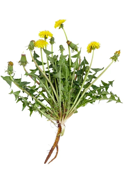 Planta dente de leão com flores amarelas — Fotografia de Stock