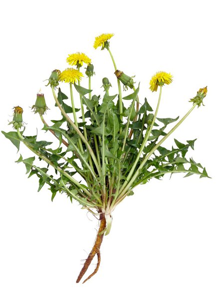 dandelion plant with yellow flowers