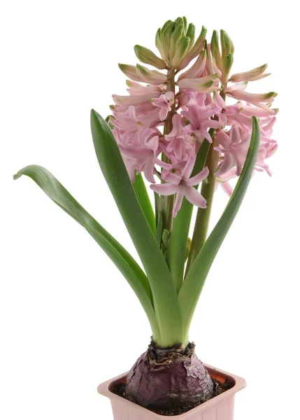 Pink hyacinth — Stock Photo, Image