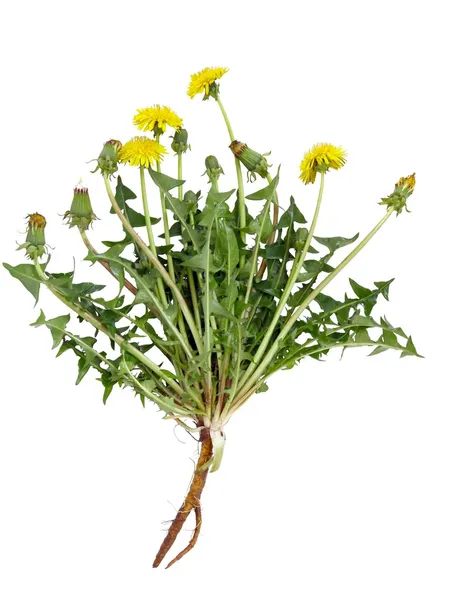 노란 꽃과 민들레 식물 스톡 사진