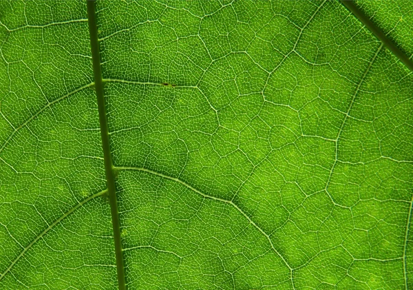 Folha verde como fundo floral — Fotografia de Stock