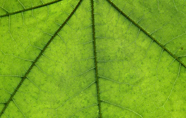 Feuille verte de près comme fond de la nature — Photo