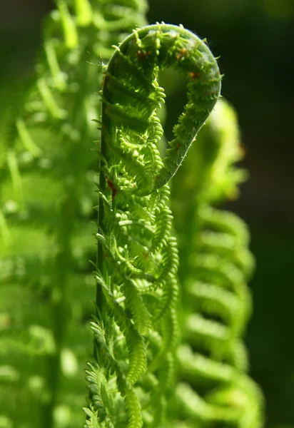 Fern frond at spring — Stock Photo, Image