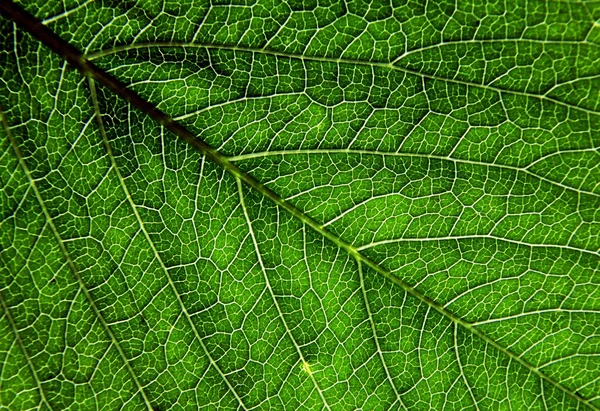 Green leaf close up as nature background Royalty Free Stock Images