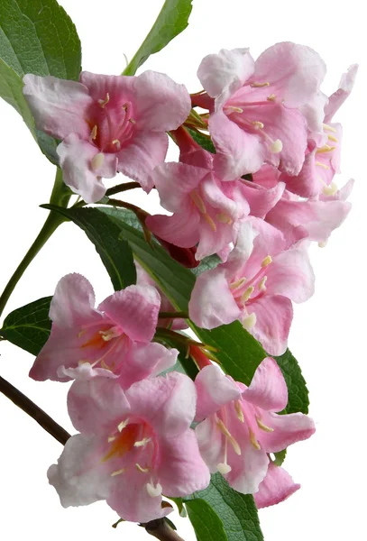 Flores rosas del arbusto de Weigela en primavera —  Fotos de Stock