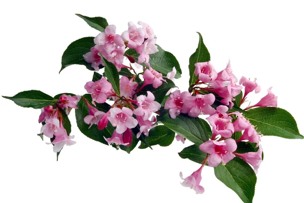 Flores rosas del arbusto de Weigela en primavera — Foto de Stock