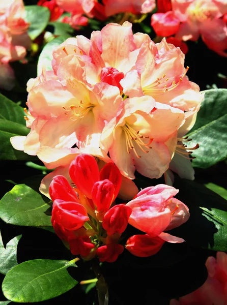 Impianto Rhododendron in fiore — Foto Stock