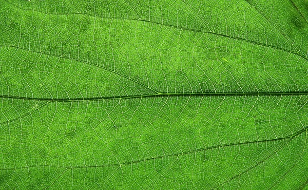 녹색 잎 배경으로 가까이 — 스톡 사진