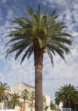 Hırvatistan split şehirde palmiye ağacı